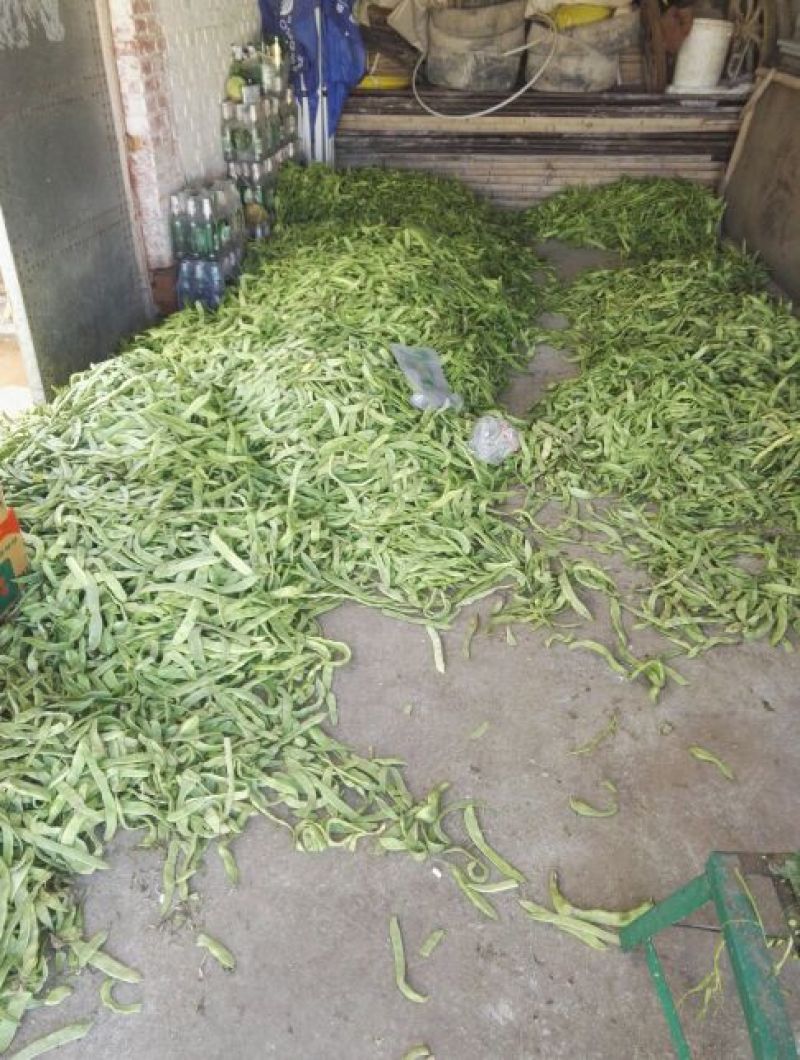 扁豆其他厘米1厘米以上