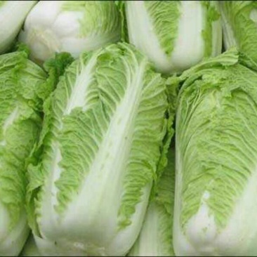 大白菜4~6斤净菜