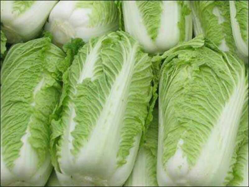 大白菜4~6斤净菜