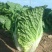 大白菜4~6斤净菜