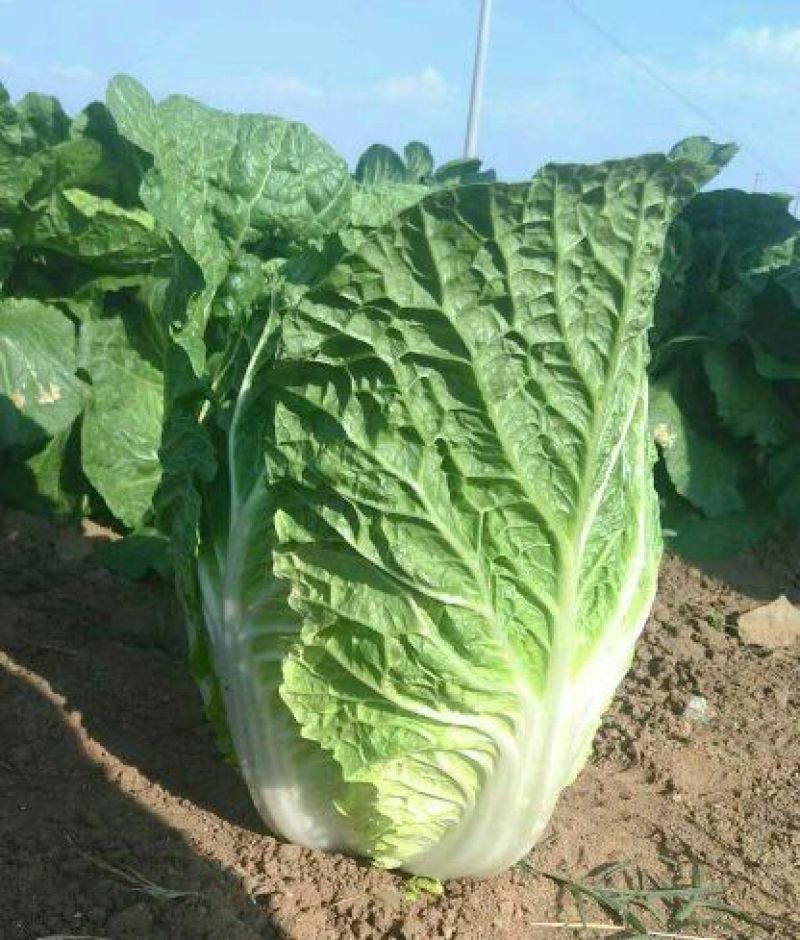 大白菜4~6斤净菜