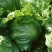 大白菜4~6斤净菜