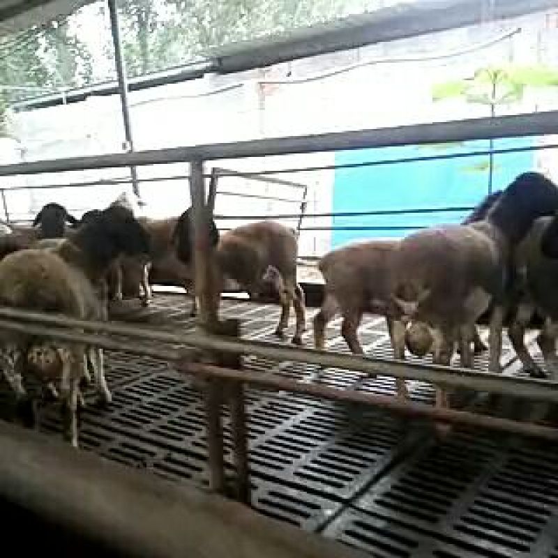 波尔山羊种羊价格波尔山羊羊苗免费运输，报销来回路费