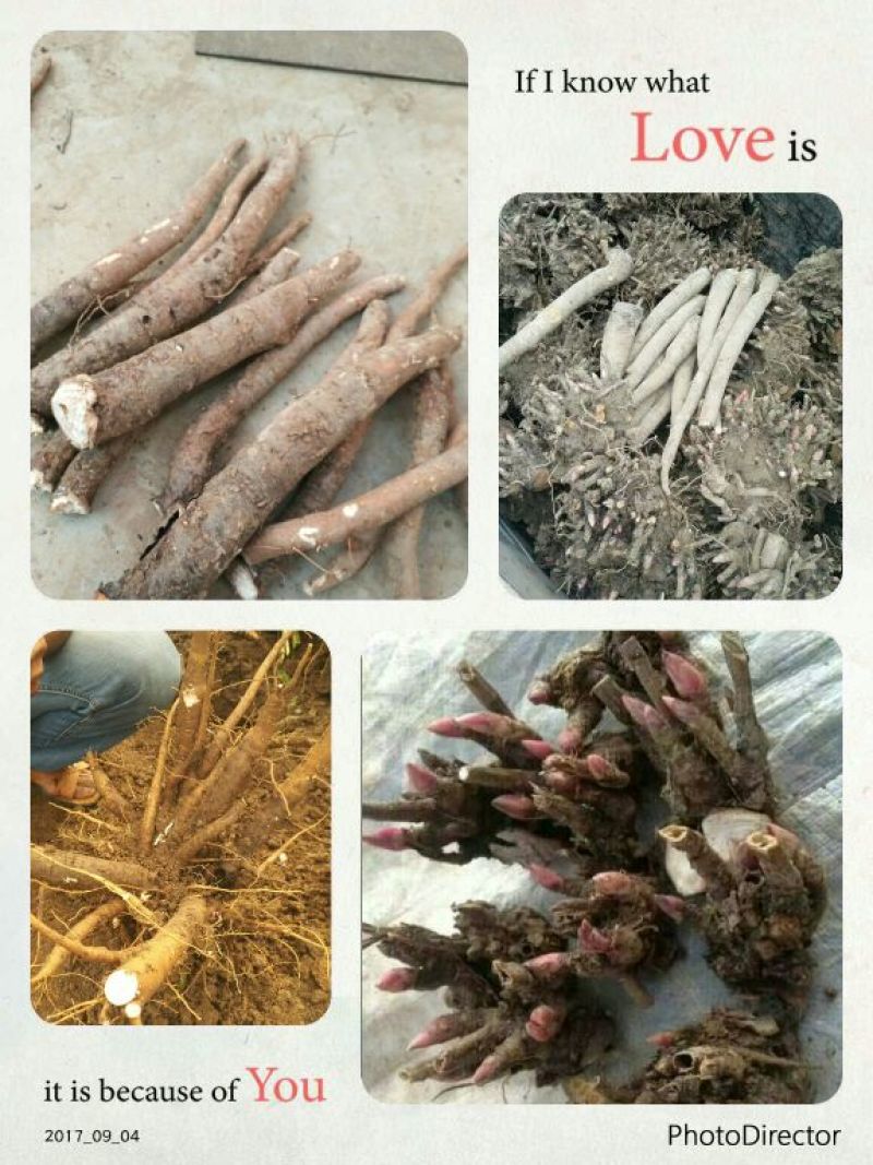 白芍芽，白芍苗，白芍种