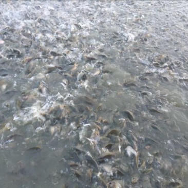 池鲤鱼2两食用
