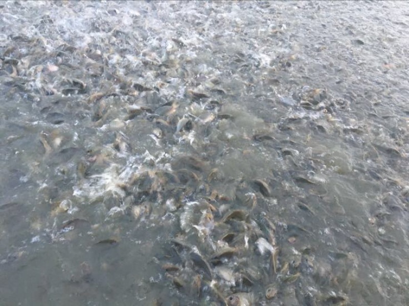 池鲤鱼2两食用