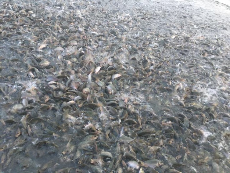 池鲤鱼2两食用