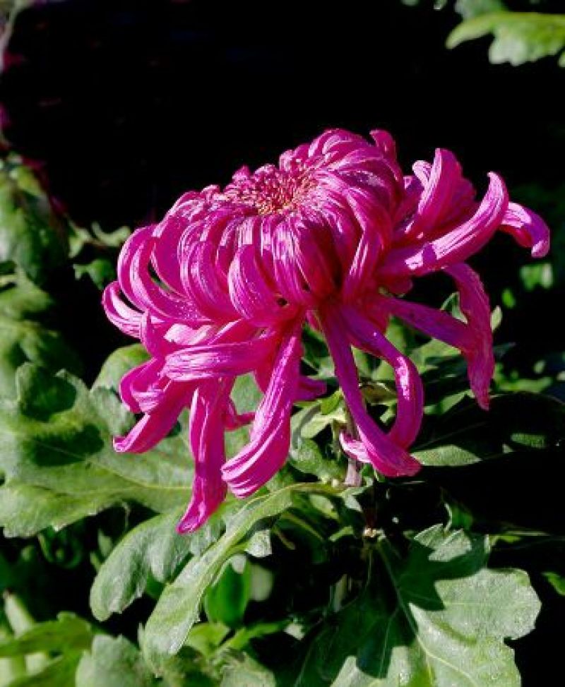 菊花盆景含盆