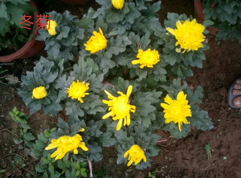 菊花盆景含盆