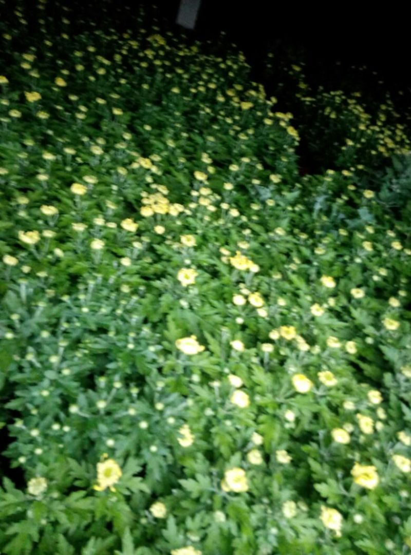 菊花盆景含盆
