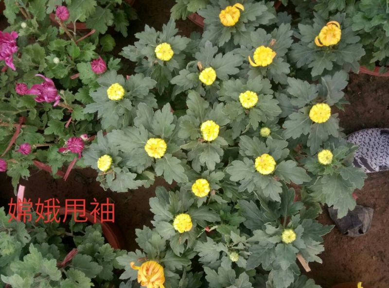 菊花盆景含盆