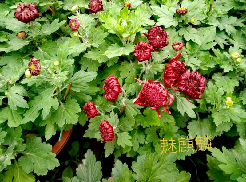 菊花盆景含盆