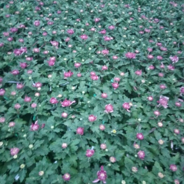菊花盆景含盆