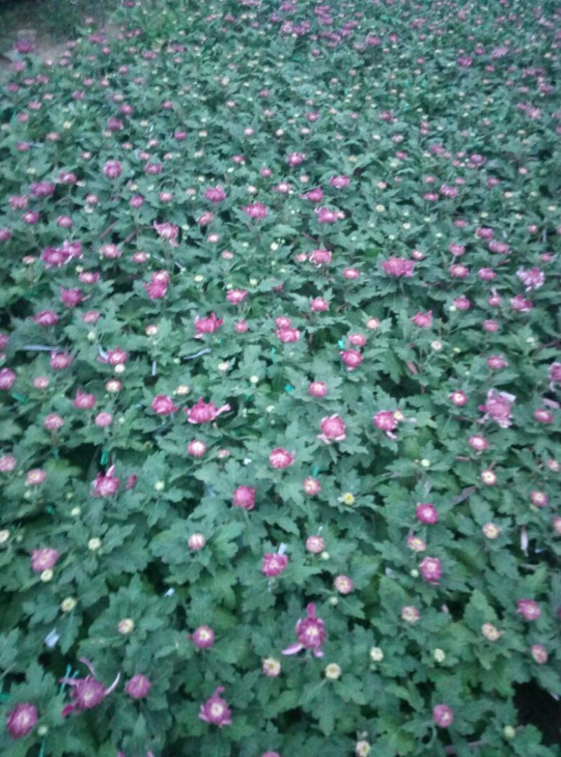 菊花盆景含盆