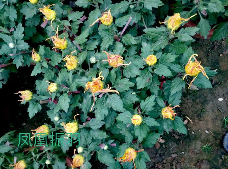菊花盆景含盆