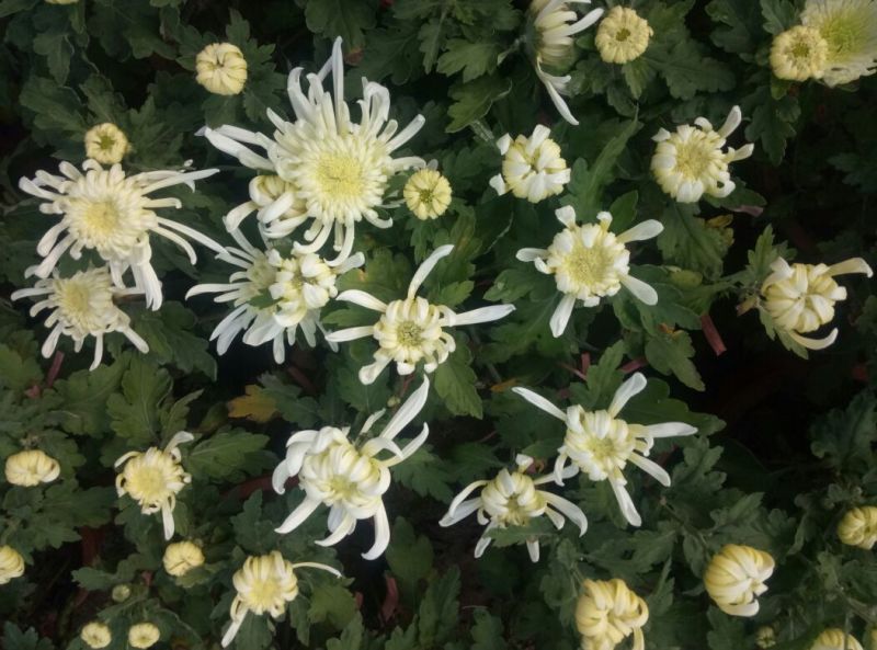 菊花盆景含盆