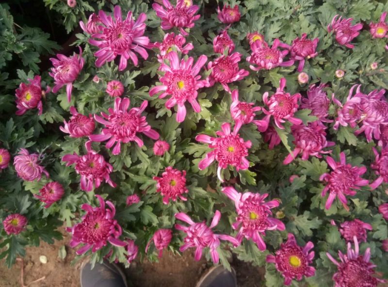 菊花盆景含盆