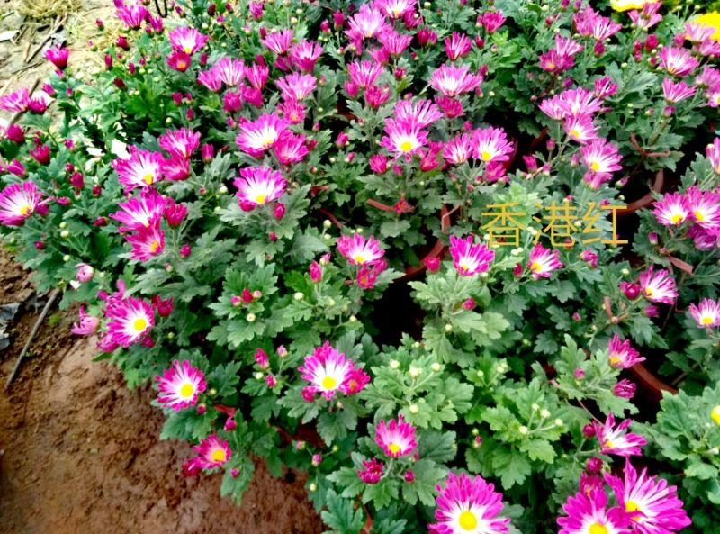 菊花盆景含盆