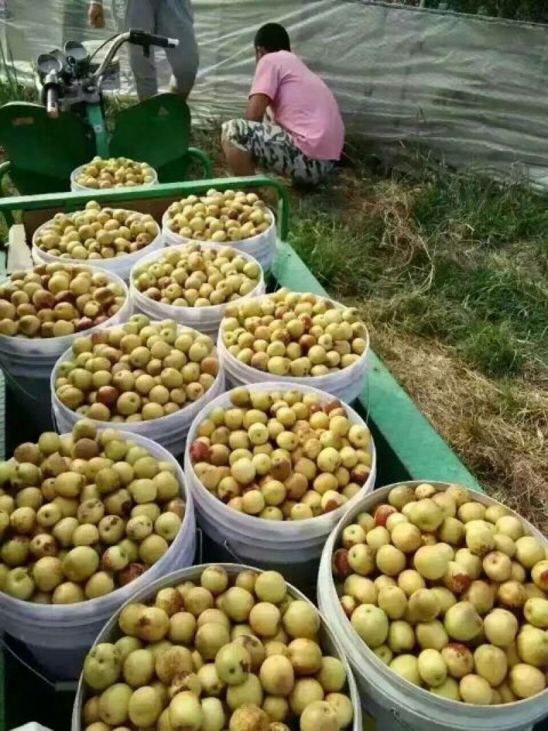 【产地批发】大荔冬枣陕西冬枣价格，陕西冬枣批发价格