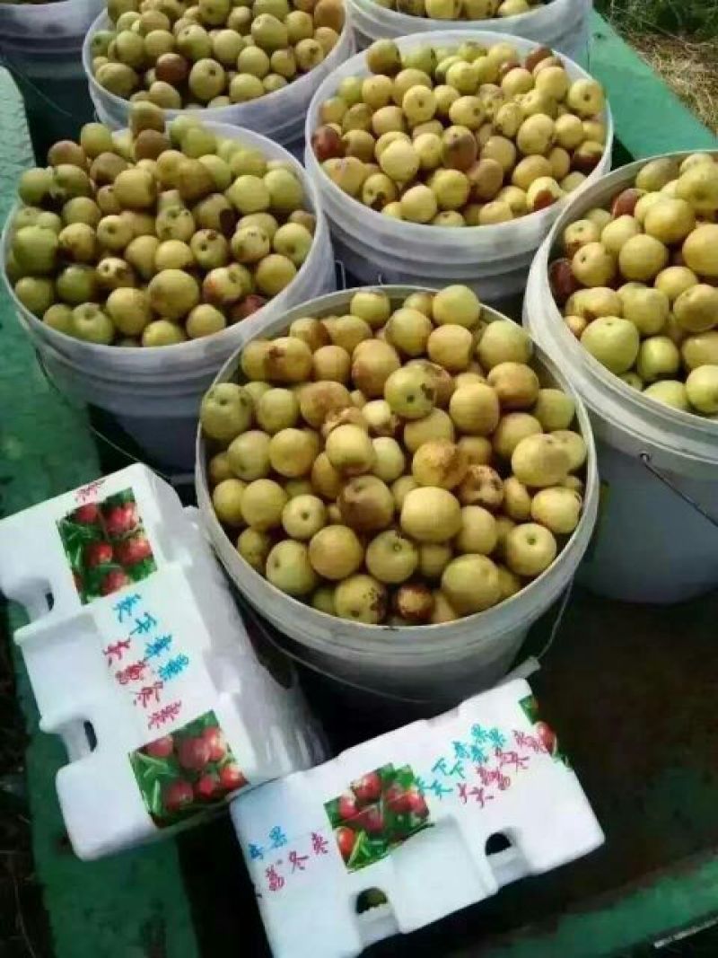 【产地批发】大荔冬枣陕西冬枣价格，陕西冬枣批发价格