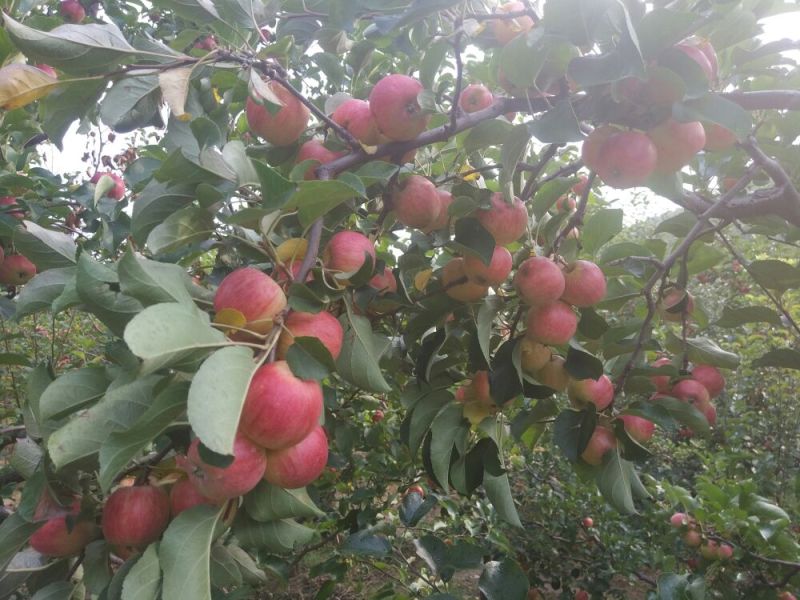 123小苹果花红万亩产区自然成熟不打催红口感脆甜