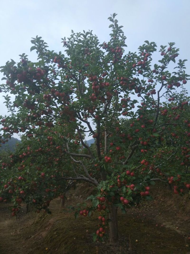 123小苹果花红万亩产区自然成熟不打催红口感脆甜