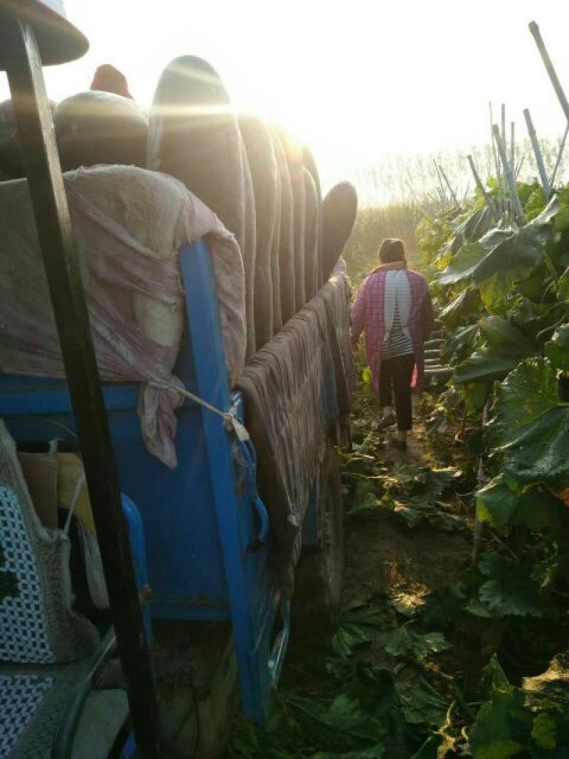 河南郸城优质黑皮冬瓜吊冬瓜15斤以上吊冬瓜