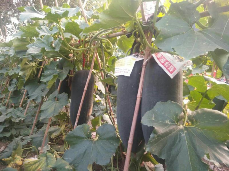 河南郸城优质黑皮冬瓜吊冬瓜15斤以上吊冬瓜
