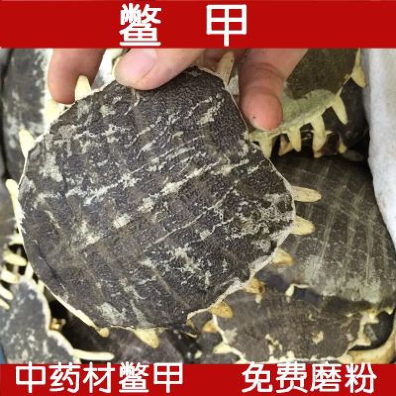鳖甲中药材无硫鳖甲整个大货批发