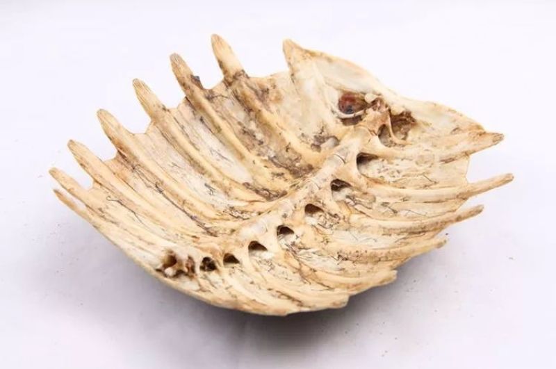 鳖甲中药材无硫鳖甲整个大货批发