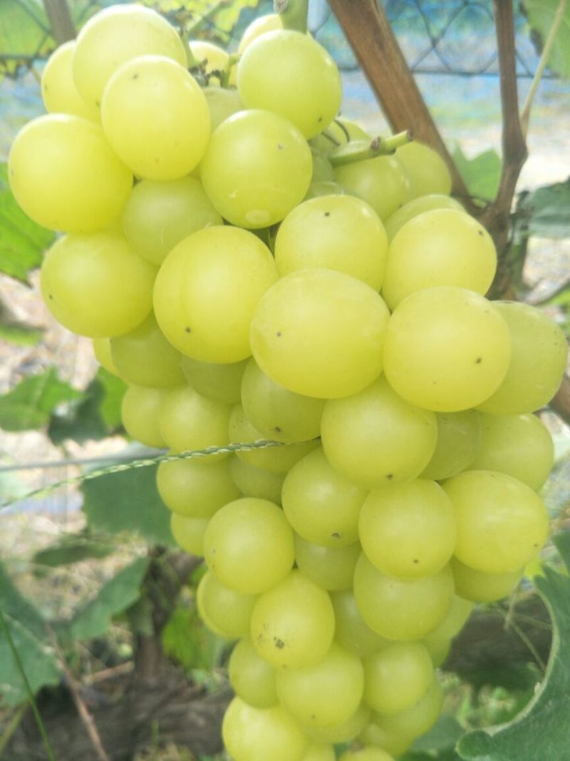 阳光玫瑰葡萄1.5~2斤5%以下