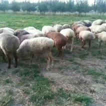 绵羊40~60斤/头