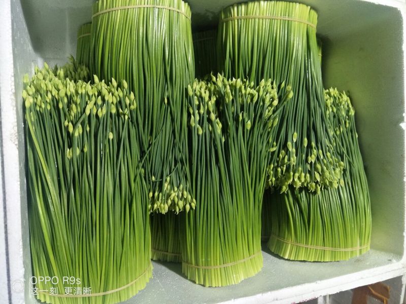 【荐】精品韭苔韭菜花33～38cm，大量上市