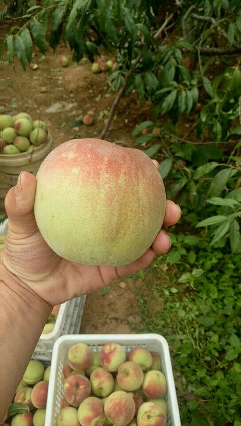 青州蜜桃55mm以上