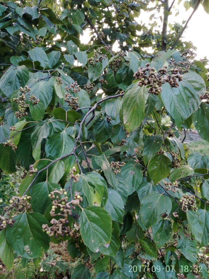 拐枣树苗80~110cm