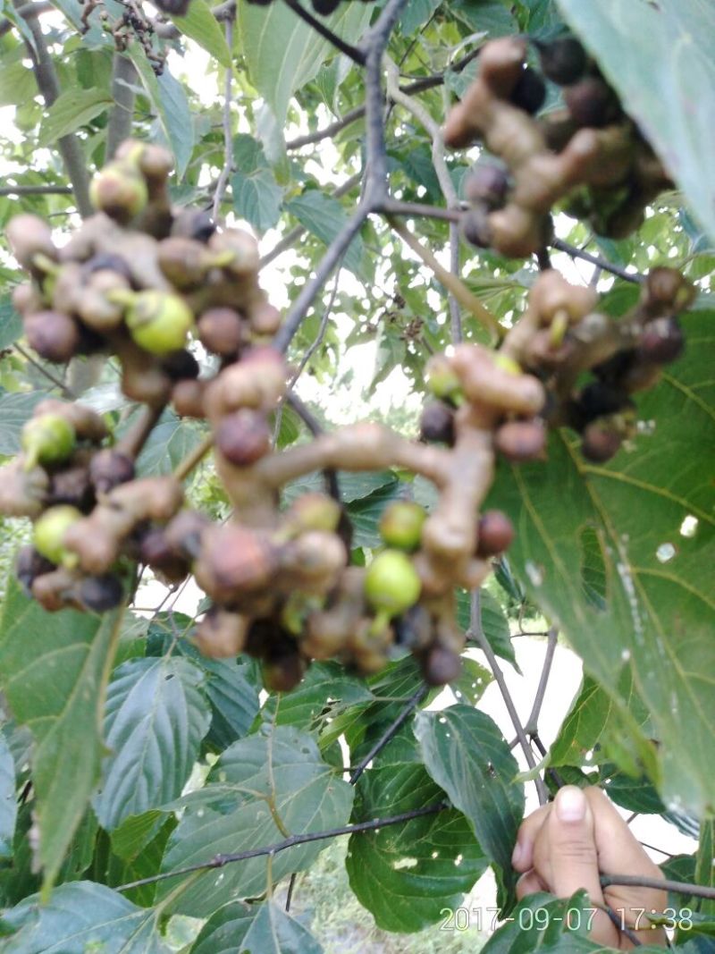 拐枣树苗80~110cm