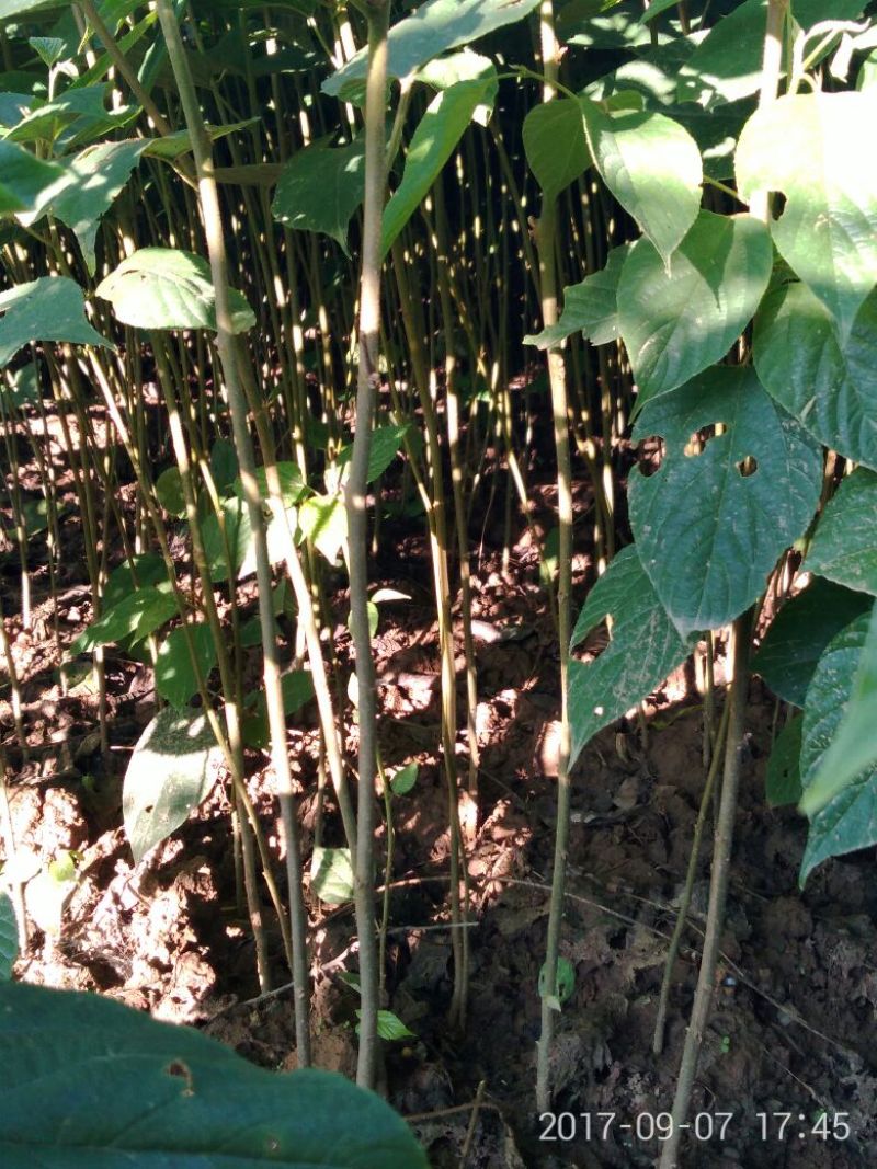 拐枣树苗80~110cm