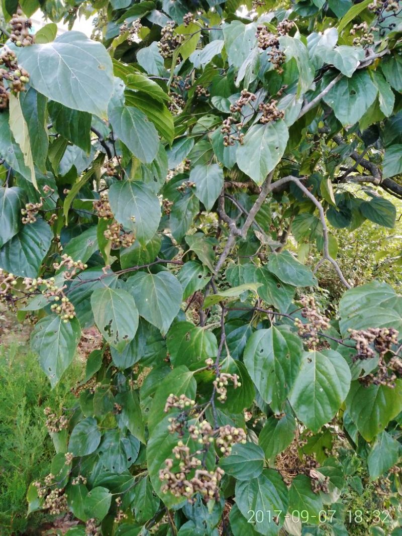 拐枣树苗80~110cm