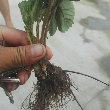 甜查理草莓苗10~20cm