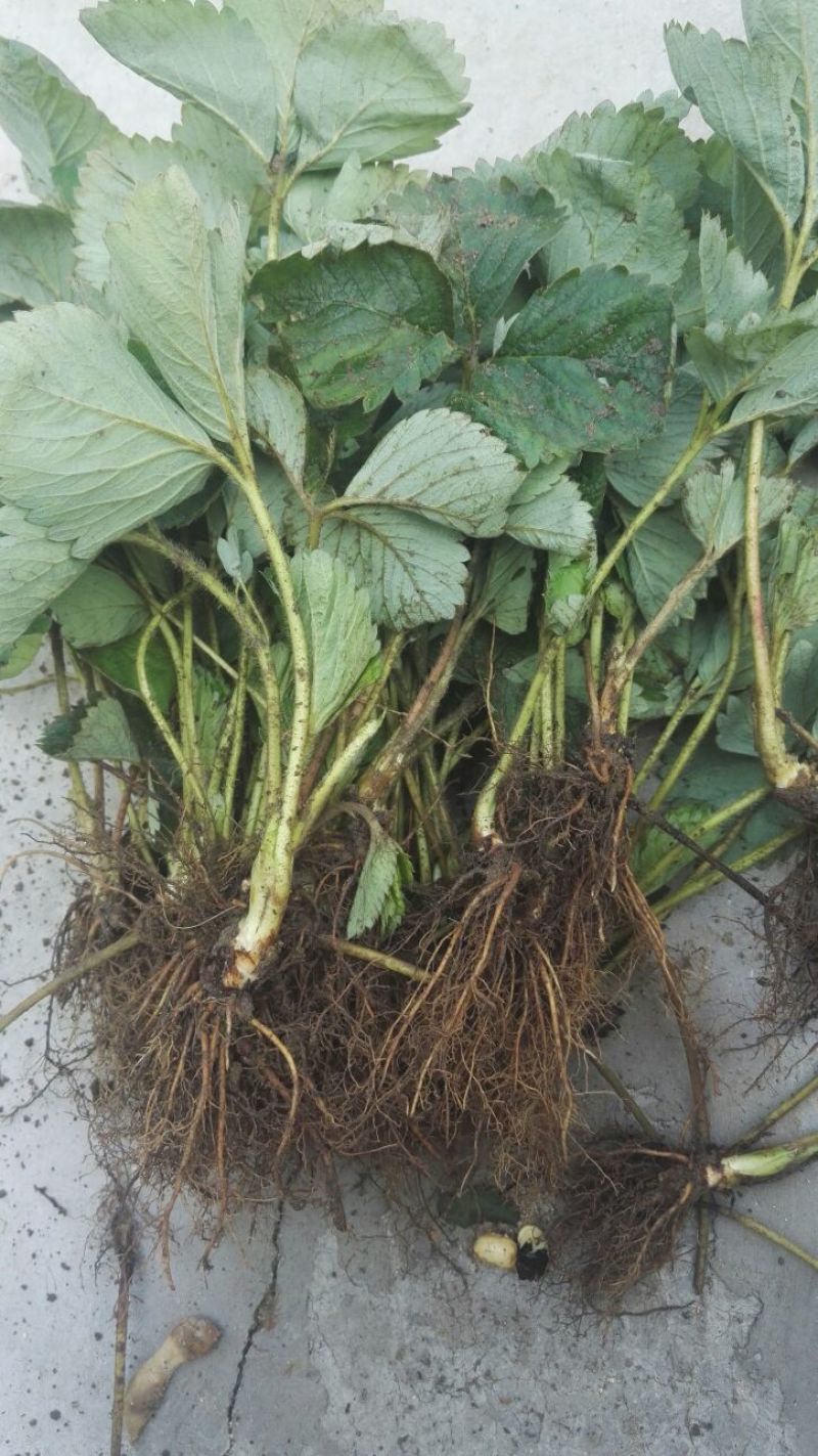 甜查理草莓苗10~20cm