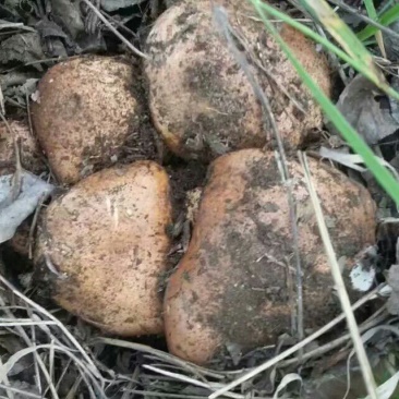 口蘑特级
