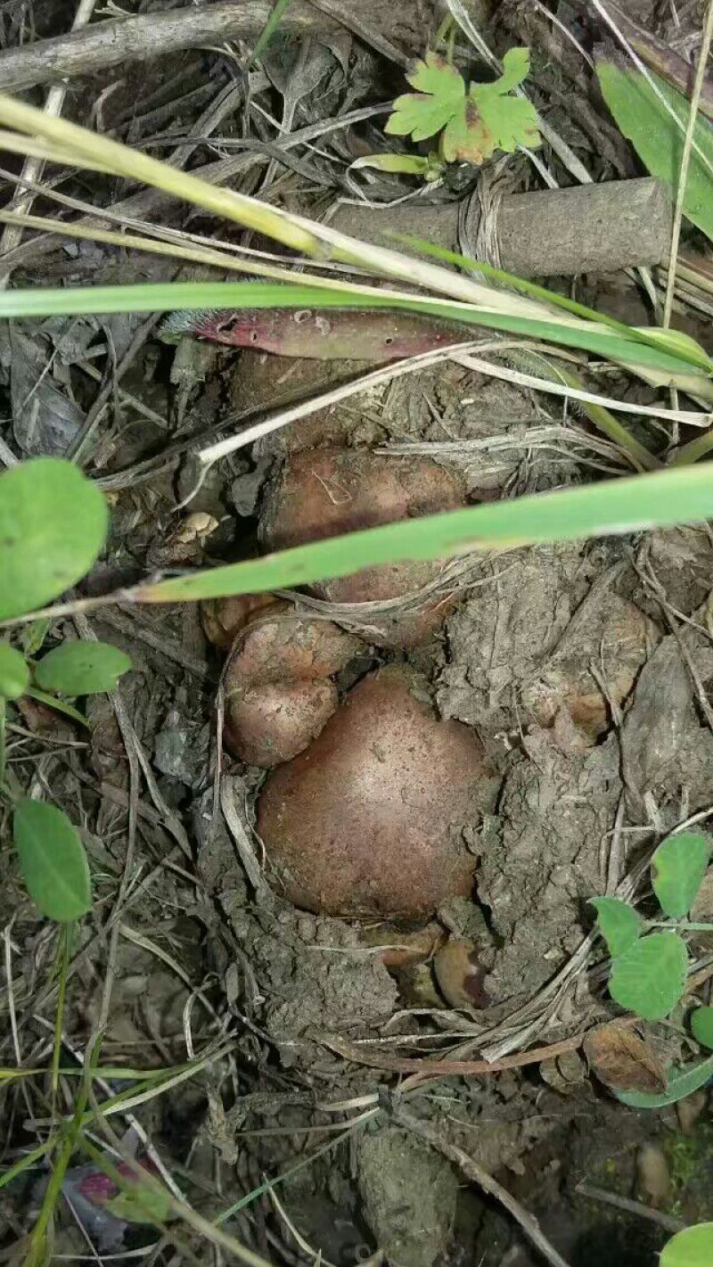 口蘑特级