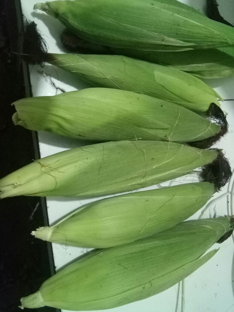鲜玉米