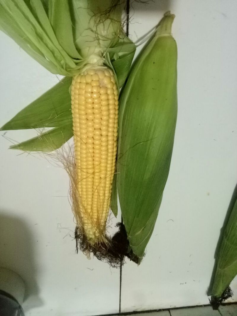 鲜玉米