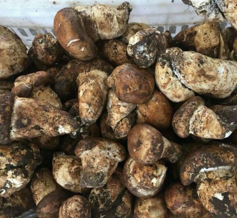 口蘑特级