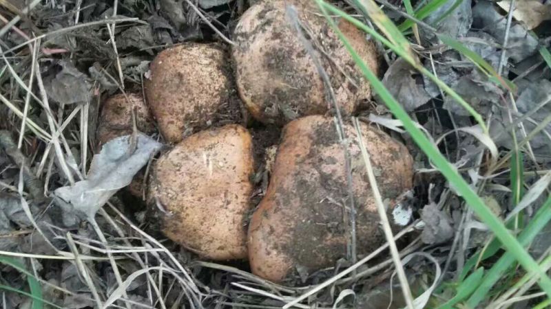口蘑特级