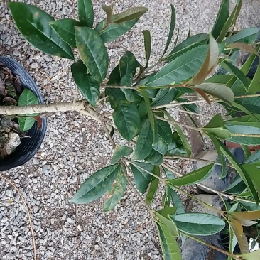 桂花苗，花开清香怡人，全国发货