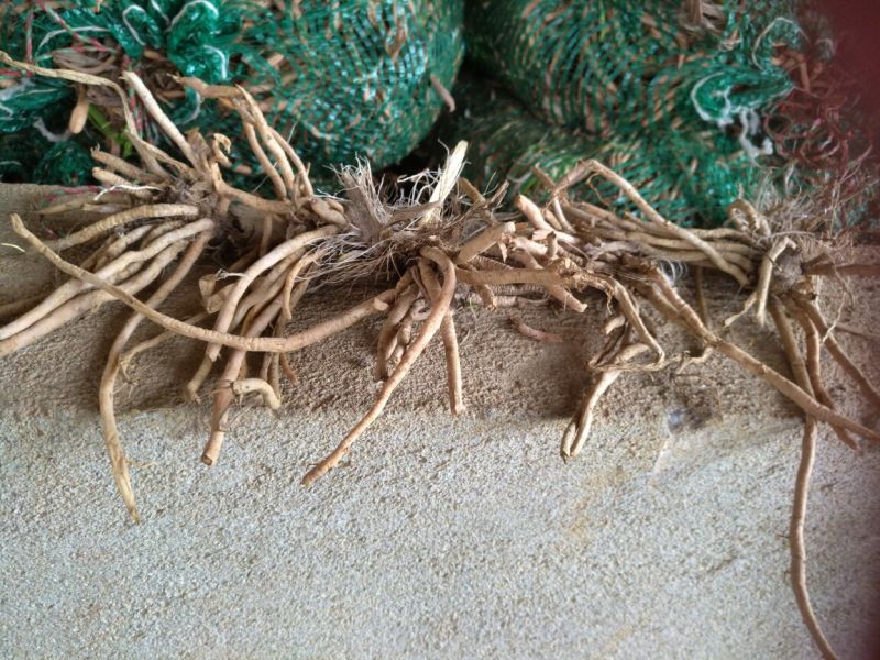 黄花菜种苗3年以上，产量高