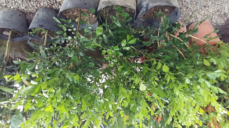 精品九里香苗，规格齐全，基地直销，先挖现发，提供种植技术