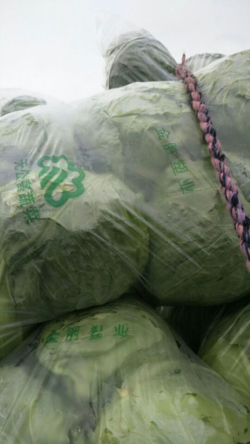 韩绿中甘15甘蓝1~2公斤精品供应精品，通货，加工厂